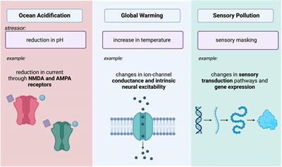 Neurobiology and changing ecosystems: Toward understanding the impact of anthropogenic influences on neurons and circuits